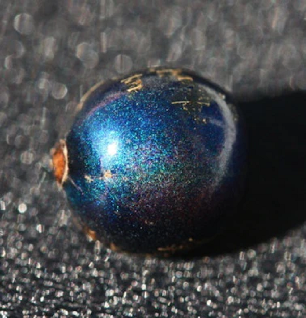 Vì không có sắc tố, quả Pollia vẫn giữ nguyên màu sắc ngay cả sau khi rụng khỏi cây.