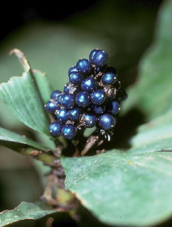 Đa số tế bào sẽ cho ra màu giống như xanh dương. Nhưng nhìn từ những góc độ khác nhau, một số quả cho ra màu xanh lá, hồng hay vàng tùy theo độ dày của các lớp.