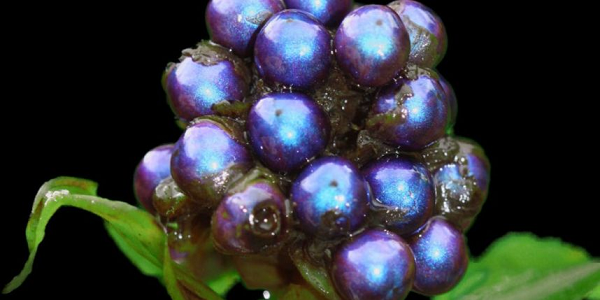 Cụ thể, các thành tế bào trong vỏ của quả Pollia gồm những sợi rất nhỏ được sắp xếp như những que diêm nằm song song. Những sợi này hợp thành các lớp chồng lên nhau, lớp trên nằm nghiêng một góc nhỏ so với lớp dưới, tạo nên hình xoắn ốc.