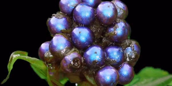 Cụ thể, các thành tế bào trong vỏ của quả Pollia gồm những sợi rất nhỏ được sắp xếp như những que diêm nằm song song. Những sợi này hợp thành các lớp chồng lên nhau, lớp trên nằm nghiêng một góc nhỏ so với lớp dưới, tạo nên hình xoắn ốc.