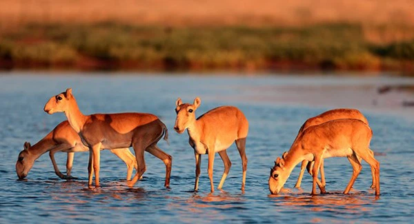 Loài linh dương này rất dễ nhận dạng, con đực thường lớn hơn có sừng dài còn con cái không có sừng và nhỏ hơn. Tuổi thọ của loài linh dương Saiga khoảng từ 6 đến 10 năm.