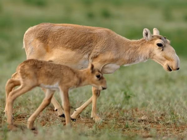 Khi mùa đông đến, lông của chúng sẽ thay đổi màu sắc và dày hơn, giúp dễ dàng chịu đựng những cơn gió mạnh và sương giá dai dẳng.