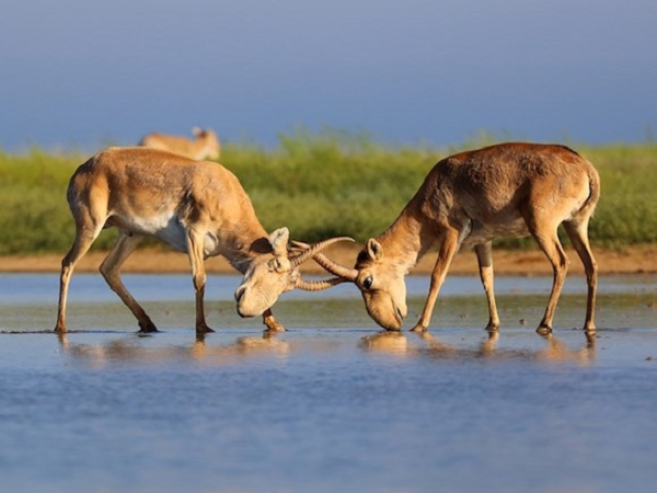 Cấu trúc mũi lớn cũng cho phép con đực tạo ra âm thanh thấp để thu hút con cái trong mùa giao phối hoặc thể hiện sức mạnh với các đối thủ.