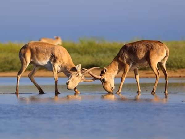 Cấu trúc mũi lớn cũng cho phép con đực tạo ra âm thanh thấp để thu hút con cái trong mùa giao phối hoặc thể hiện sức mạnh với các đối thủ.