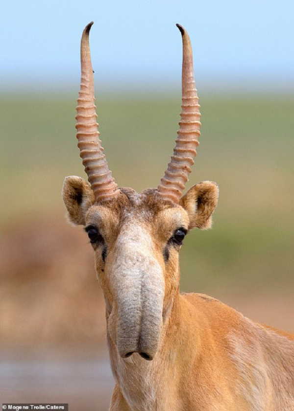 Linh dương Saiga có kích thước nhỏ. Chiều dài cơ thể của một con trưởng thành là 115 - 140 cm, chiều cao là 65-80 cm, trọng lượng cơ thể là 22-40 kg.