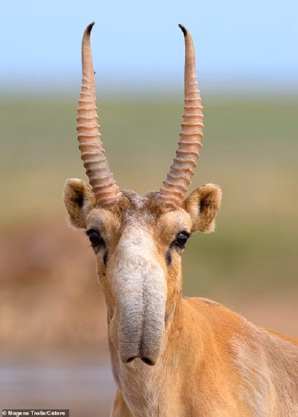 Linh dương Saiga có kích thước nhỏ. Chiều dài cơ thể của một con trưởng thành là 115 - 140 cm, chiều cao là 65-80 cm, trọng lượng cơ thể là 22-40 kg.