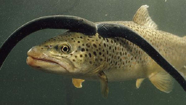 Mặc dù được xem như “quái vật” dưới nước vì hình dáng bên ngoài và cách sống ký sinh, cá mút đá lại là món ăn thượng hạng thường xuất hiện trên thực đơn của các vị vua chúa ngày xưa.