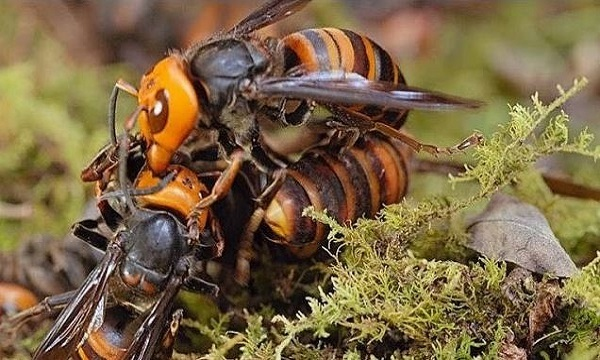 Ong bắp cày có tên khoa học là Vespa mandarinia, là một loài côn trùng bản địa khu vực ôn đới và nhiệt đới Đông Á. Chúng nổi tiếng với biệt danh "ong sát thủ" bởi nọc độc và sự hung dữ của mình.