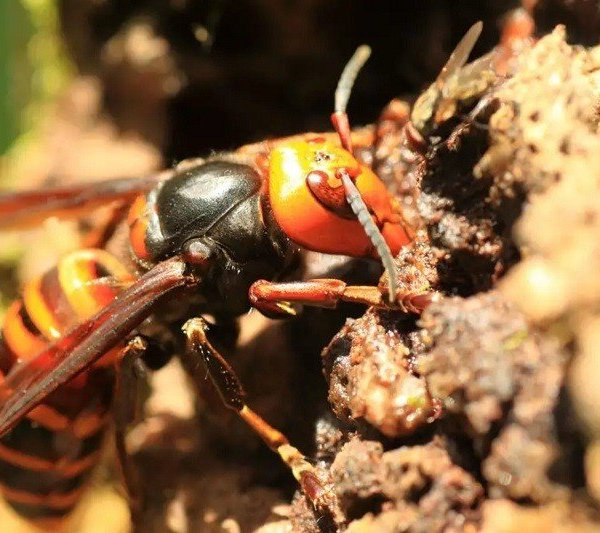 Vết chích của con quái vật ong bắp cày khổng lồ dài khoảng 6mm và vết chích này cũng được ghi nhận đã giết chết 41 người và khiến hàng trăm người khác bị thương ở tỉnh Thiểm Tây, Trung Quốc vào năm 2013.