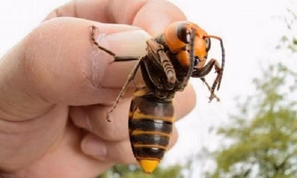 Ong bắp cày sát thủ khổng lồ gây lo ngại ở Mỹ từ khi những tổ ong đầu tiên bị phát hiện vào tháng 12/2019. Ở thời điểm đó, các chuyên gia cảnh báo ong bắp cày đang xâm lấn nước Mỹ giống như những con quái vật với khuôn mặt màu vàng cam đáng sợ.