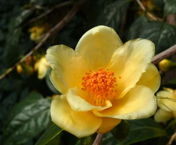 Theo đánh giá của các nhà khoa học Mỹ, Nhật Bản và nhiều quốc giá khác trên thế giới tất cả các bộ phận của cây trà hoa vàng gồm: Lá, búp non và hoa đều được sử dụng làm thuốc.