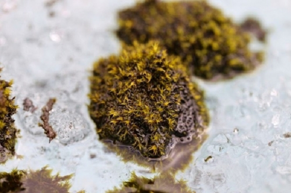 Những nghiên cứu trước đó cho thấy chuột sông băng di chuyển và lăn vòng, giúp rêu ở các mặt có thể luân phiên tiếp xúc với ánh nắng.