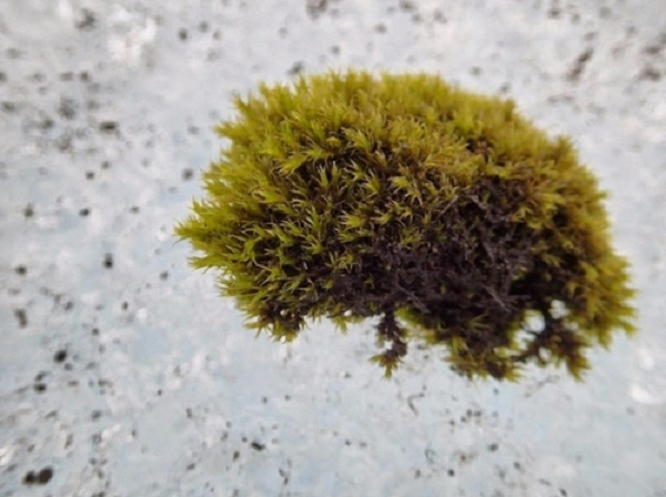 Qua việc đo đạc, họ nhận thấy nguyên nhân không phải là độ dốc của băng, hướng gió chính hay ánh sáng Mặt Trời.