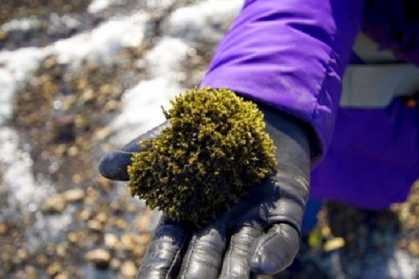 Cho đến hiện tại những quả bóng rêu bí ẩn vẫn chưa có lời giải chính xác. Các nhà khoa học hy vọng các thế hệ tương lai sẽ có thể đi đến tận cùng của những bí ẩn vĩ đại này.