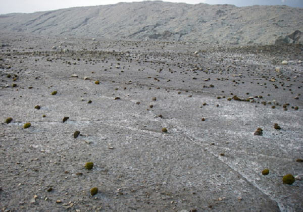 Đây là một trong số ít những nguồn dinh dưỡng cho động vật không xương sống như bọ đuôi bật, gấu nước hay giun tròn sống trên sông băng.