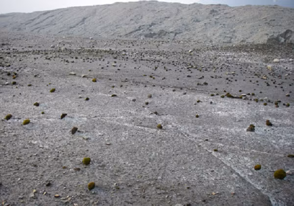 Đây là một trong số ít những nguồn dinh dưỡng cho động vật không xương sống như bọ đuôi bật, gấu nước hay giun tròn sống trên sông băng.