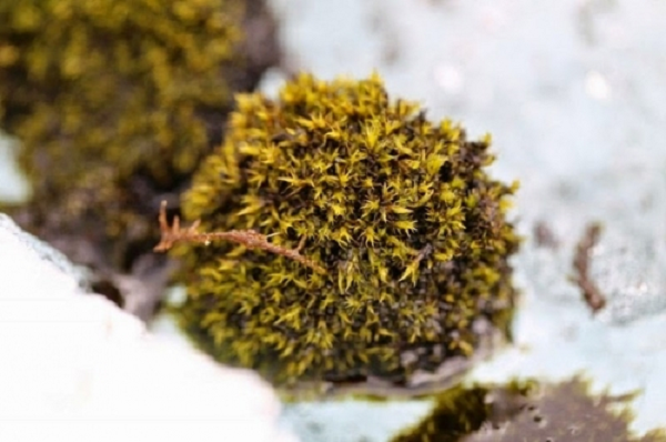 Một trong những câu hỏi lớn nhất là tại sao những chúng có thể sống ít nhất sáu năm, di chuyển đều đặn như vậy.