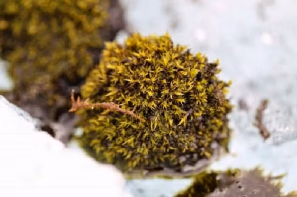 Một trong những câu hỏi lớn nhất là tại sao những chúng có thể sống ít nhất sáu năm, di chuyển đều đặn như vậy.