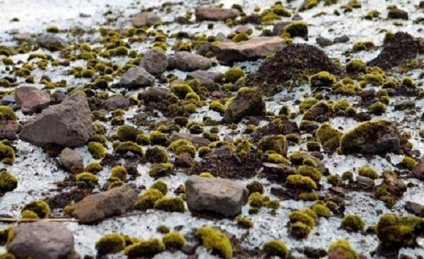 Tuy nhiên, nghiên cứu mới chỉ ra, chúng di chuyển cùng nhau theo những hướng cụ thể. 30 khối cầu rêu di chuyển với tốc độ trung bình 2,5 cm một ngày. Chúng chạy rất chậm nhưng đồng điệu.