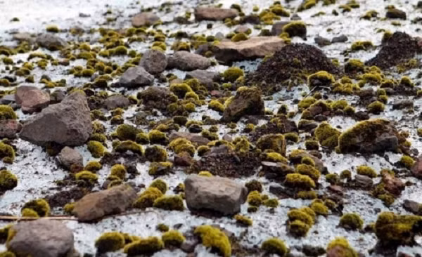 Tuy nhiên, nghiên cứu mới chỉ ra, chúng di chuyển cùng nhau theo những hướng cụ thể. 30 khối cầu rêu di chuyển với tốc độ trung bình 2,5 cm một ngày. Chúng chạy rất chậm nhưng đồng điệu.