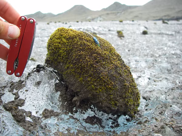 Nhưng điều thực sự gây chú ý là những quả bóng rêu này có thể… di chuyển. Tất cả ở cùng một tốc độ và theo cùng một hướng.