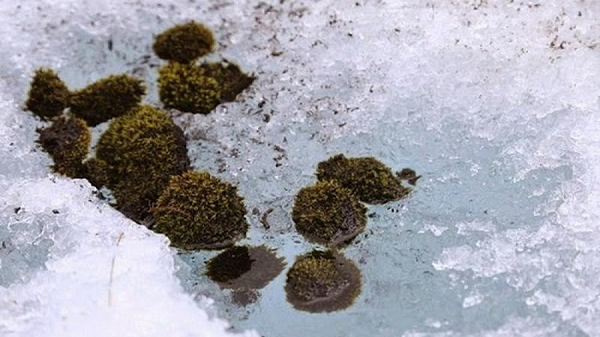 Các nhà khoa học chưa rõ nguyên nhân khiến những khối cầu rêu di chuyển cùng hướng trong một thời gian rồi lại đổi hướng.