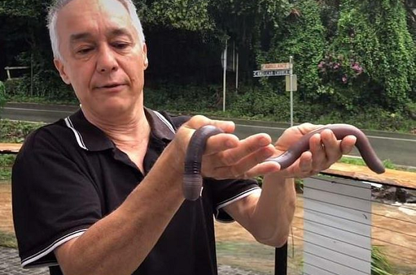 Sau những cơn mưa xối xả, trận lũ lớn đã xuất hiện tại Queensland. Trận lũ lụt làm loài giun đất khổng lồ hiện nguyên hình trên mặt đất với số lượng lớn.