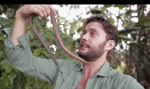 Bình thường, loài giun này dài khoảng 9cm, khi co giãn hoàn toàn, độ dài của nó có thể đạt tới 2m.