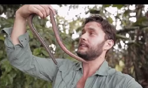 Bình thường, loài giun này dài khoảng 9cm, khi co giãn hoàn toàn, độ dài của nó có thể đạt tới 2m.