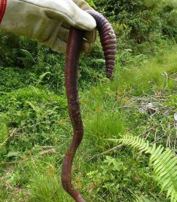 Loài giun đất khổng lồ Gippsland sống ở đông nam nước Úc được cho là loài giun lớn nhất thế giới. Độ dài của nó có thể lên tới 2m nếu giãn tối đa.