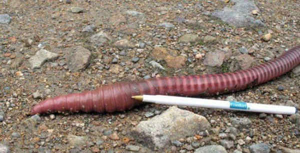 Không kinh dị như vẻ bề ngoài, khi loài giun này xuất hiện cũng chính là một dấu hiệu tốt, cho biết sẽ có mưa lớn, điều này rất có lợi cho nông dân và mùa màng tại đây.