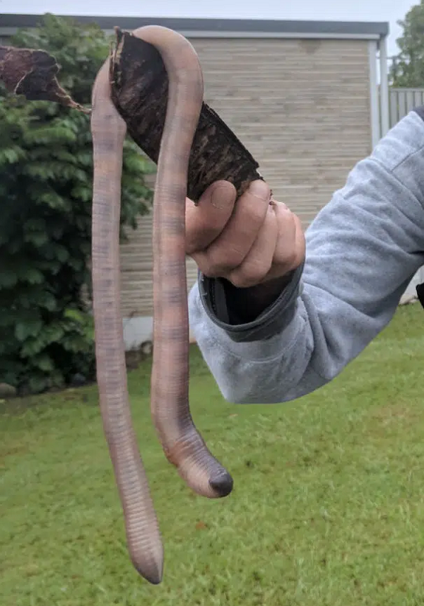 Trứng của giun khổng lồ trông giống những hạt đậu đen. Chúng chỉ đẻ một quả một lần sinh nở. Mất khoảng 1 năm để trứng nở.