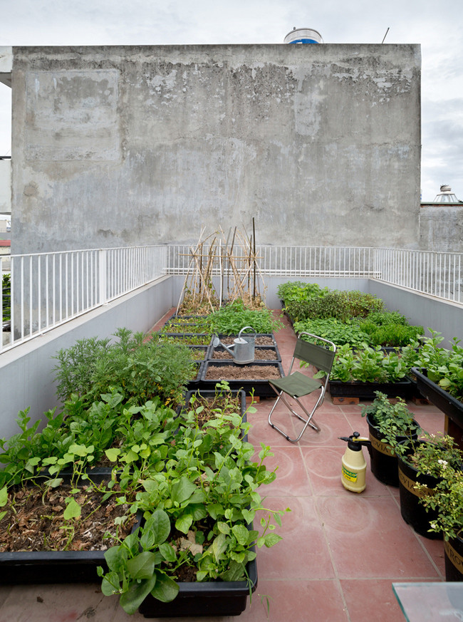 Khu vực sân thượng được trồng rau xanh mướt
