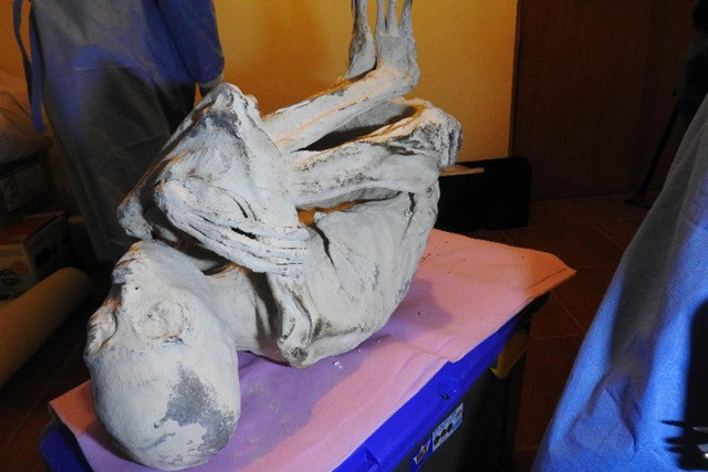 98,5% xác ướp Maria thuộc loài linh trưởng (giống con người). Điều này có nghĩa thi hài này có tới 98,5% giống con người và 1,5% còn lại chưa biết thuộc loài nào.