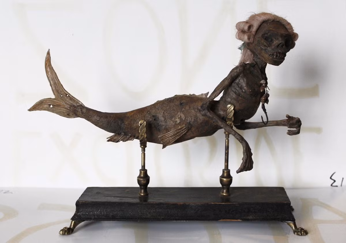 Một số người cho rằng nàng tiên cá Fiji còn đến ngày nay và hiện được trưng bày tại Bảo tàng Khảo cổ học và Dân tộc học Harvard. Thế nhưng, không ai có thể chắc chắn đây thực sự là tiên cá Fiji của Barnum hay không.