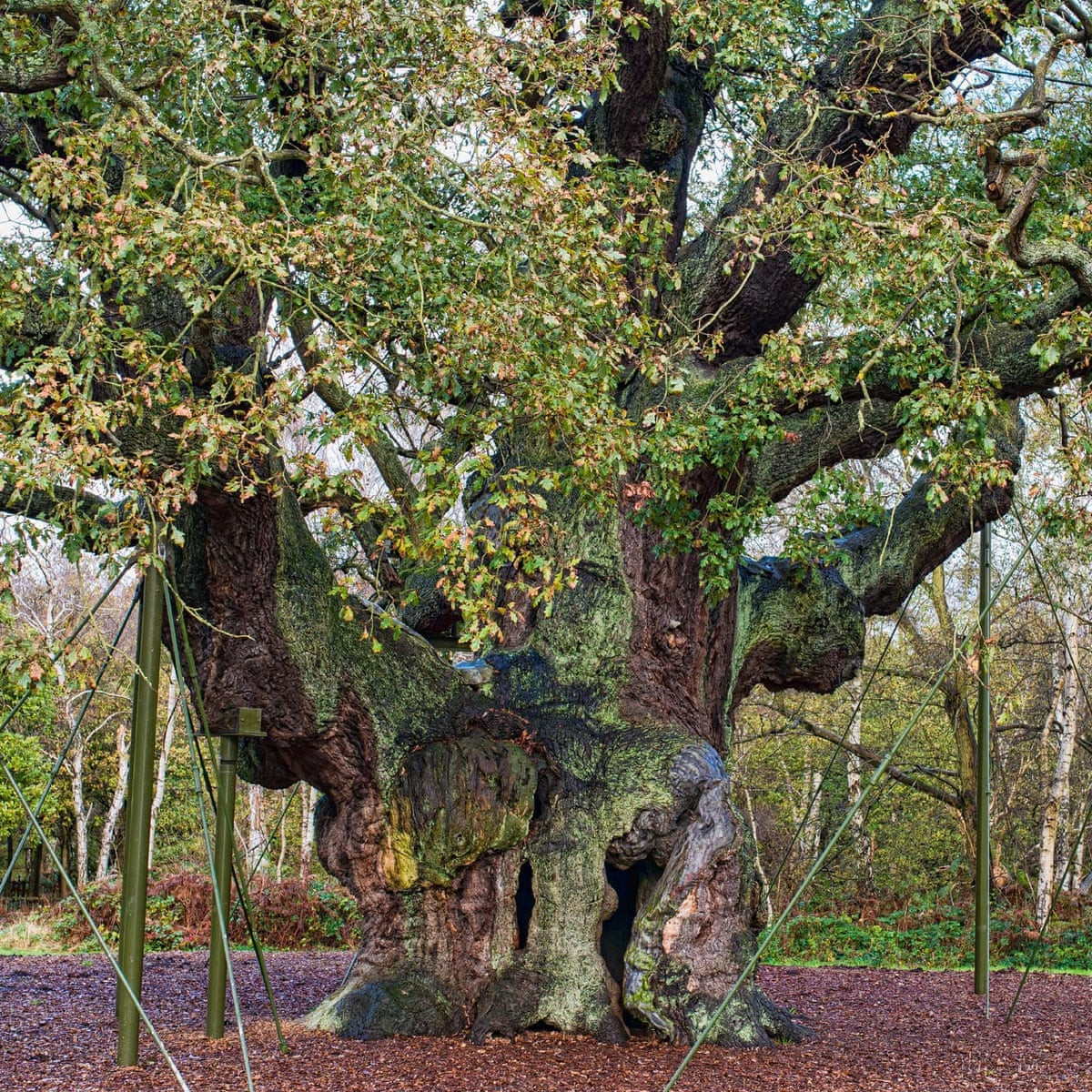 Vào những năm 1970, cơ quan chức năng tiến hành rào lại khu vực xung quanh gốc cây sồi để con người không trèo vào bên trong thân cây.