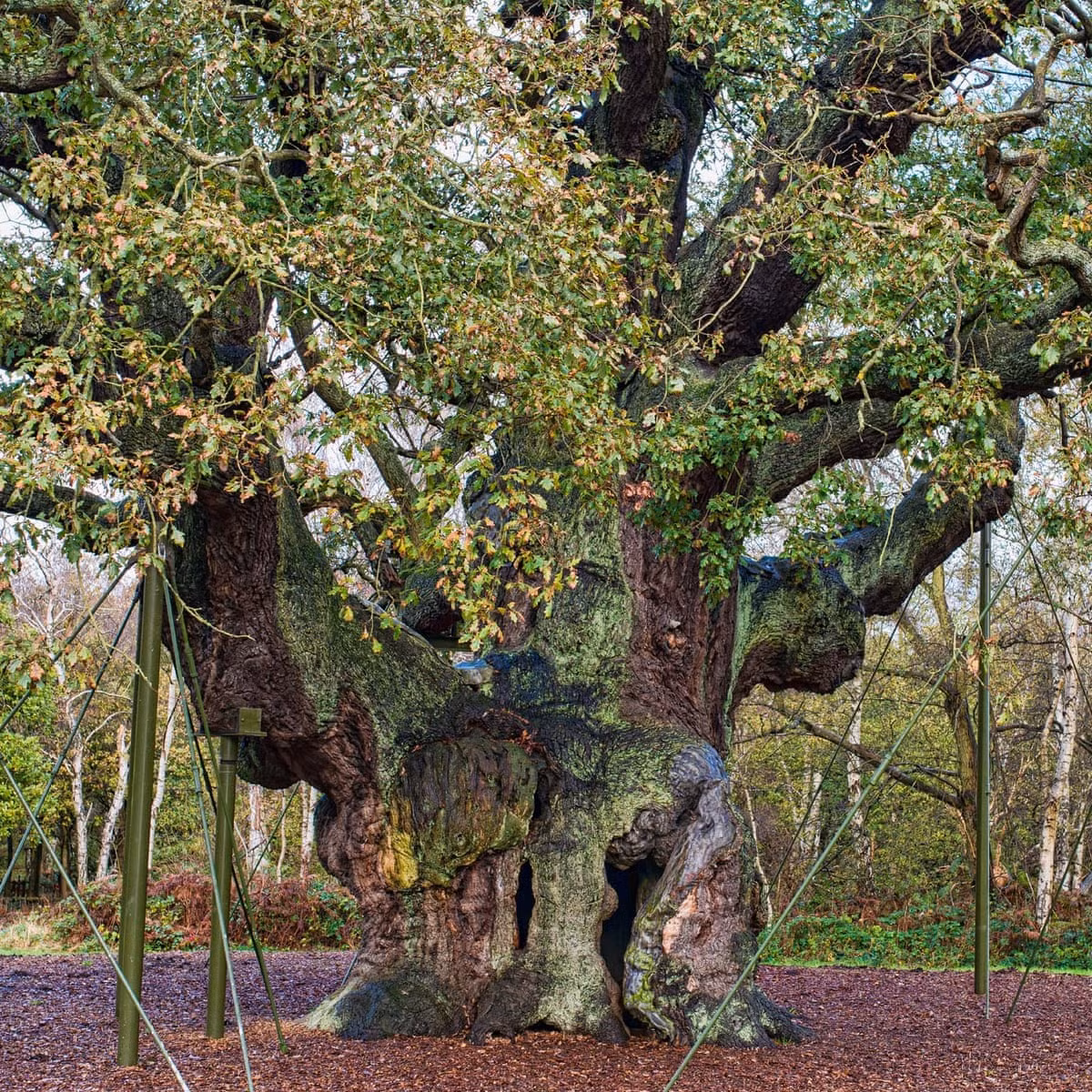 Vào những năm 1970, cơ quan chức năng tiến hành rào lại khu vực xung quanh gốc cây sồi để con người không trèo vào bên trong thân cây.