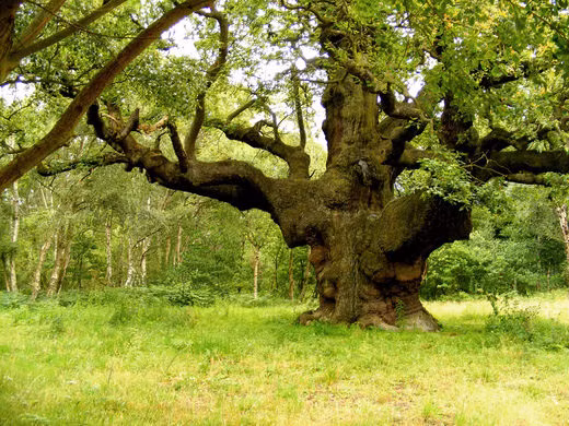 Cây sồi cổ thụ này không chỉ nổi tiếng ở Anh mà còn được biết đến rộng rãi trên thế giới. Nó được các chuyên gia xem là di sản đặc biệt quan trọng với tự nhiên.