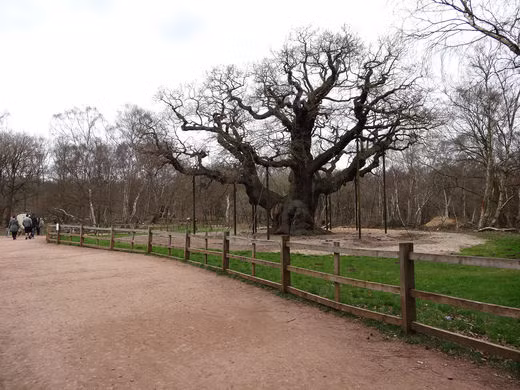 Tương truyền, Robin Hood từng ẩn náu ở cây sồi khoảng 1.000 tuổi này. Chính vì vậy, nhiều người ghé thăm khu rừng Sherwood để chiêm ngưỡng cây sồi Vĩ Đại.