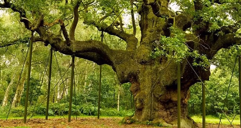 Tuy nhiên, hành động này được giới chuyên gia đánh giá là có hại cho cây sồi cổ thụ. Vì vậy, giới chức Anh và các nhà bảo tồn tiến hành bảo vệ cây sồi.