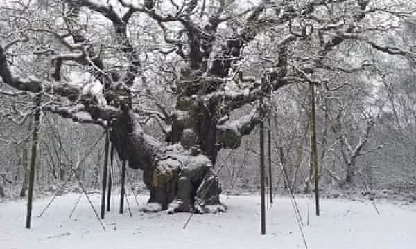 Thân cây sồi rỗng nên du khách có thể trèo vào bên trong thông qua những hốc lớn.