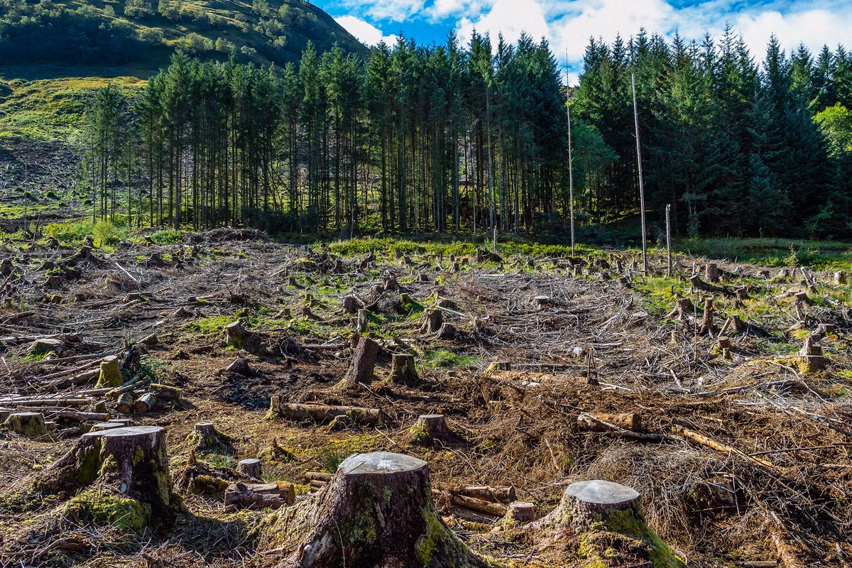 Các nhà nghiên cứu đánh giá sự gia tăng dân số và mức độ tiêu thụ tài nguyên thiên nhiên, đặc biệt là rừng sẽ khiến con người chỉ còn vài chục năm trước khi đối mặt với thảm họa diệt vong.