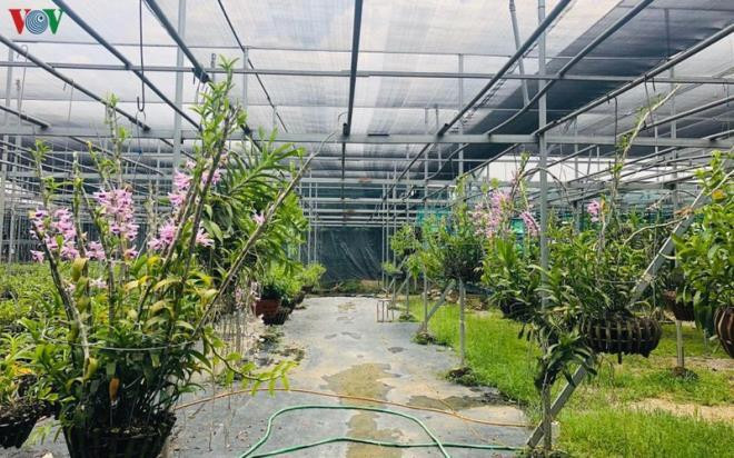 Con sot lan dot bien tien ty lam 'nong' vua hoa Dong La