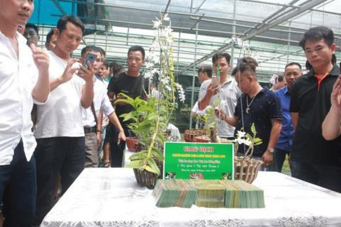 Lan phi diep dot bien: Dai gia noi 'trai dang', mat 500 ty