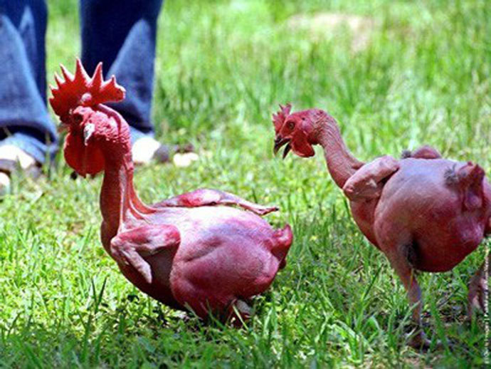 Ga lai tao doc nhat, toan than da do au