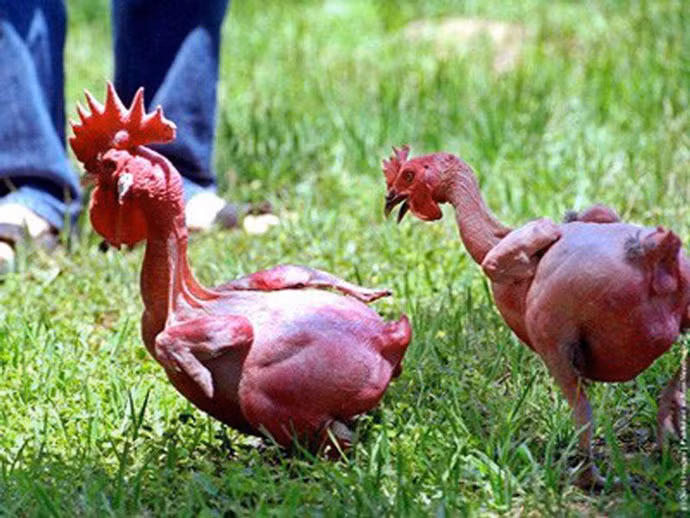 Ga lai tao doc nhat, toan than da do au