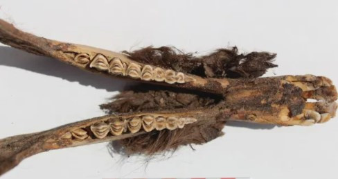 Ông Lidio Valdez, phó giáo sư liên kết ở Khoa Nhân chủng và Khảo cổ học thuộc Đại học Calgary, Canada, cho hay, những xác ướp lạc đà không bướu (Lama glama) nằm dưới sàn đất sét ở hai trong số vài tòa nhà bao quanh quảng trường tại ở di chỉ khảo cổ Tambo Viejo.