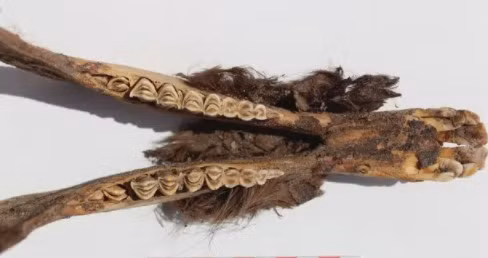 Ông Lidio Valdez, phó giáo sư liên kết ở Khoa Nhân chủng và Khảo cổ học thuộc Đại học Calgary, Canada, cho hay, những xác ướp lạc đà không bướu (Lama glama) nằm dưới sàn đất sét ở hai trong số vài tòa nhà bao quanh quảng trường tại ở di chỉ khảo cổ Tambo Viejo.