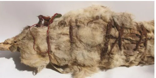 Năm con lạc đà được trang trí công phu với chuỗi sợi dài nhuộm đỏ, vàng, xanh và tím gắn vào tai. Chúng cũng đeo cả vòng cổ. Những thứ đồ trang trí này cho thấy những con vật hiến tế đóng vai trò quan trọng trong đời sống tâm linh của người Inca.