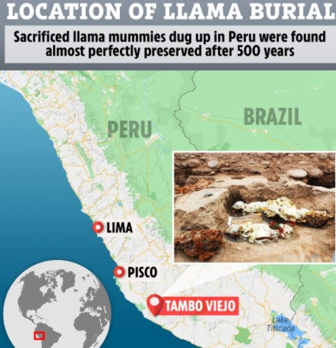 Những con lạc đà này được chôn quay mặt về hướng Đông. Từ đây, các chuyên gia đưa ra suy đoán nhiều khả năng do Mặt Trời mọc ở hướng đông nên người Inca chôn cất những con vật trên có thể để tôn vinh vị thần Mặt trời.